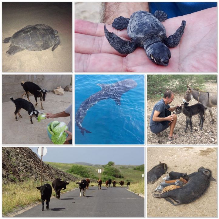 Les tortues à Maio, les baleines ou les requins suivant les périodes. Nous consulter.